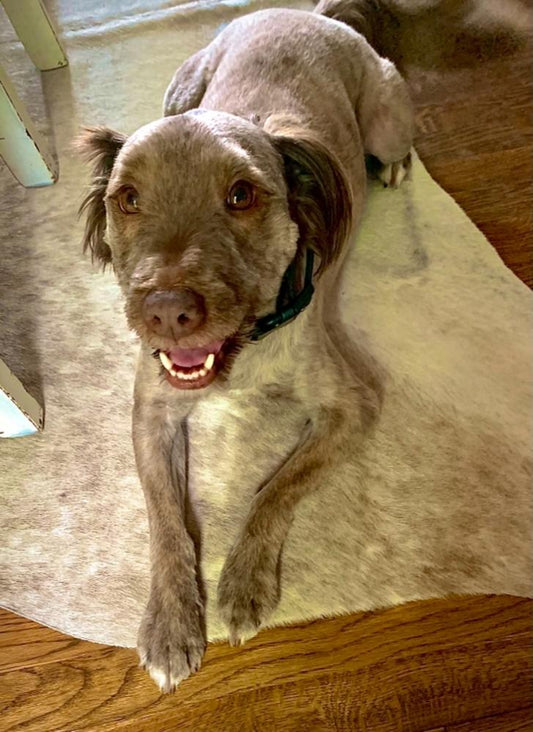 Pets and Cowhide Rug