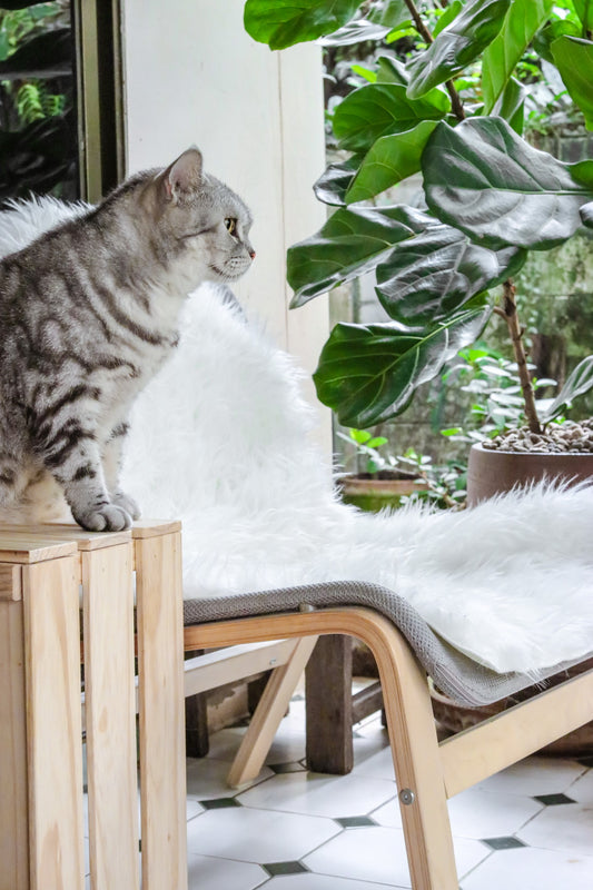 Natural Shape Sheepskin 2'x6'